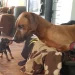 Kerstin mit dem Pawspride Rudel - DO IT 4 DOGS - Hundeschule Saarland
