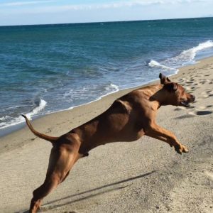 Angebot Urlaub mit Hund - DO IT 4 DOGS - Hundeschule Saarland
