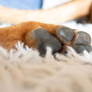 Hundetraining - DO IT 4 DOGS - Hundeschule Saarland