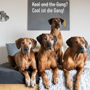 Hundetraining - DO IT 4 DOGS - Hundeschule Saarland