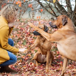 Hundetraining Carmen Paul - DO IT 4 DOGS - Hundeschule Saarland