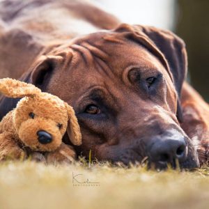 Hundetraining - DO IT 4 DOGS - Hundeschule Saarland